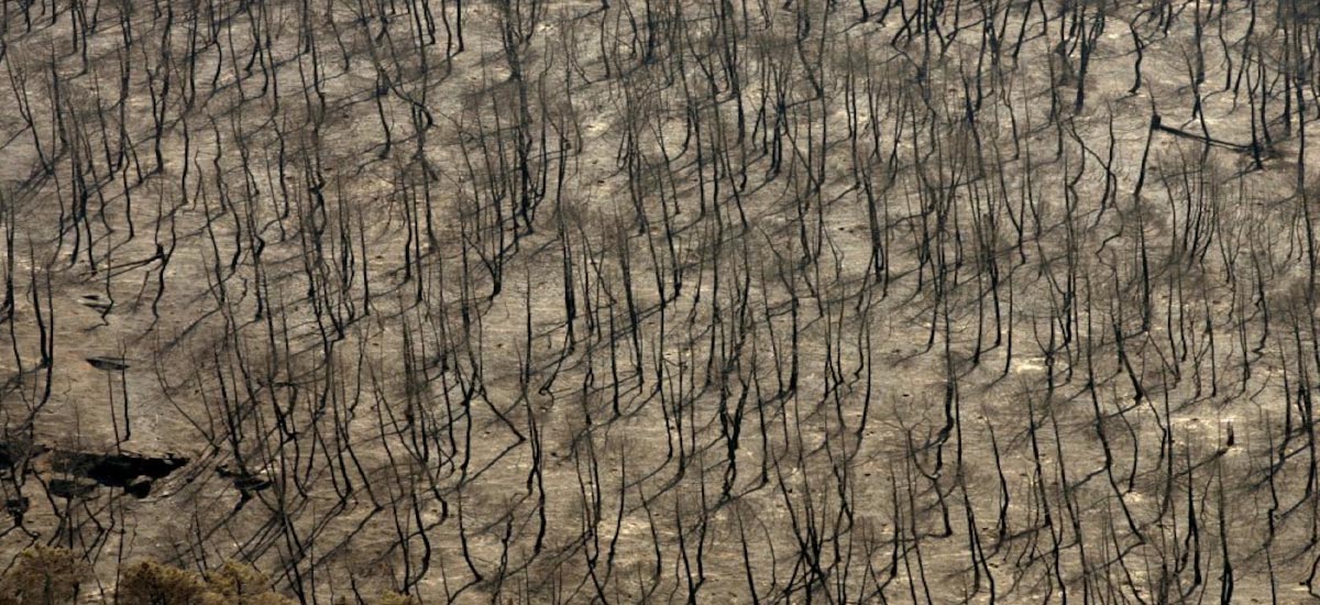 L´Associació d´Arts de Ponent y Apadrina un Árbol presentan en Lérida "Verde sobre Negro"